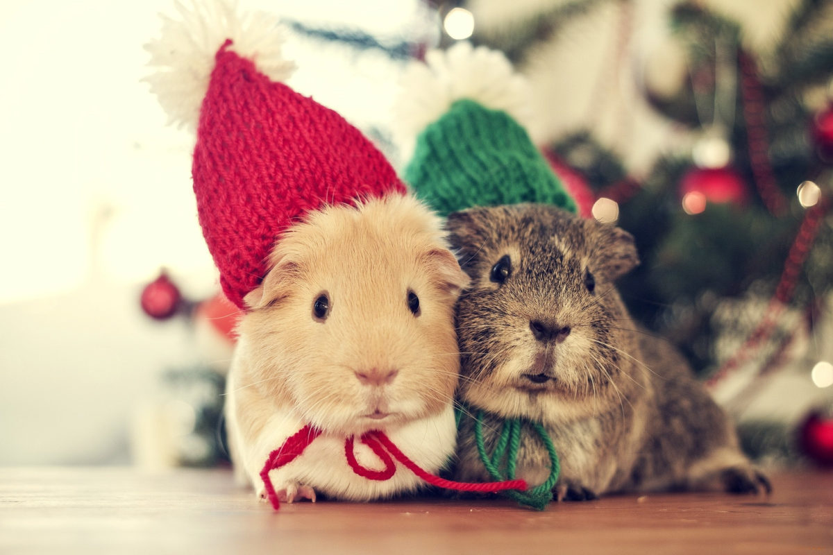 Christmas Animals Cute Winter Cold Cozy Couple Holiday - Christmas Wallpaper Animals - HD Wallpaper 