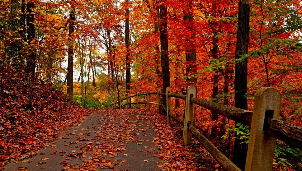 Nature, Road, Colorful, Autumn, Colors, Fall, Trees, - Beautiful Autumn - HD Wallpaper 