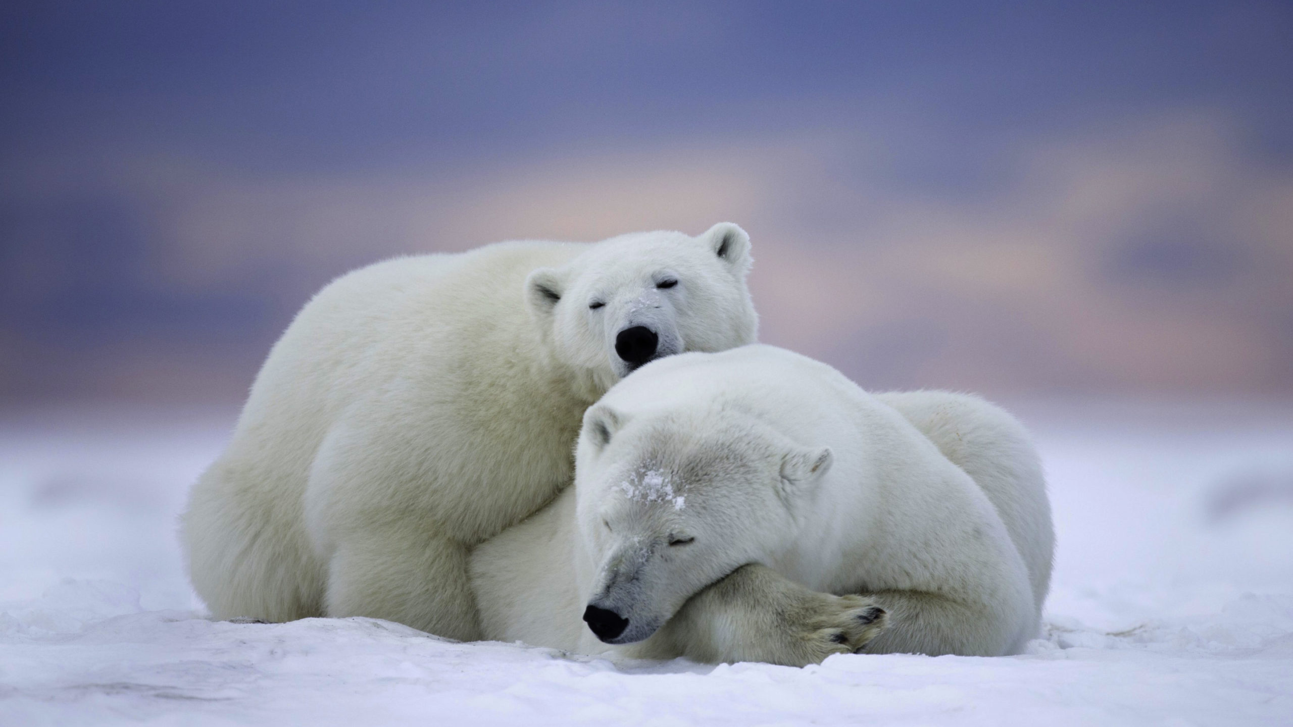 Polar Bear Couple - 2560x1440 Wallpaper 