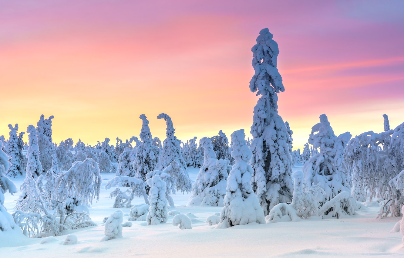 Photo Wallpaper Winter, Frost, Forest, Snow, Trees, - Forest Christmas Sunset - HD Wallpaper 