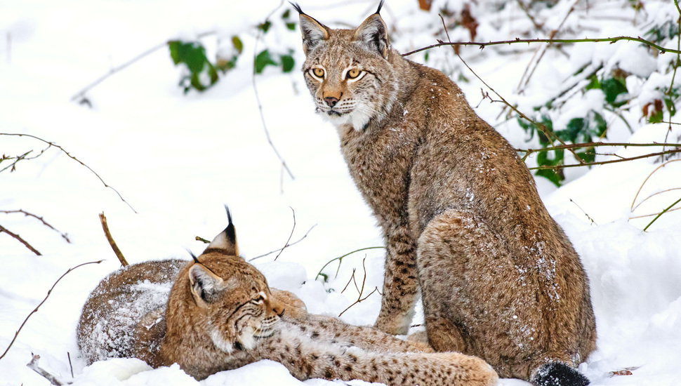 A Couple, Winter, Lynx, Snow Desktop Background - Puma I Ryś - HD Wallpaper 