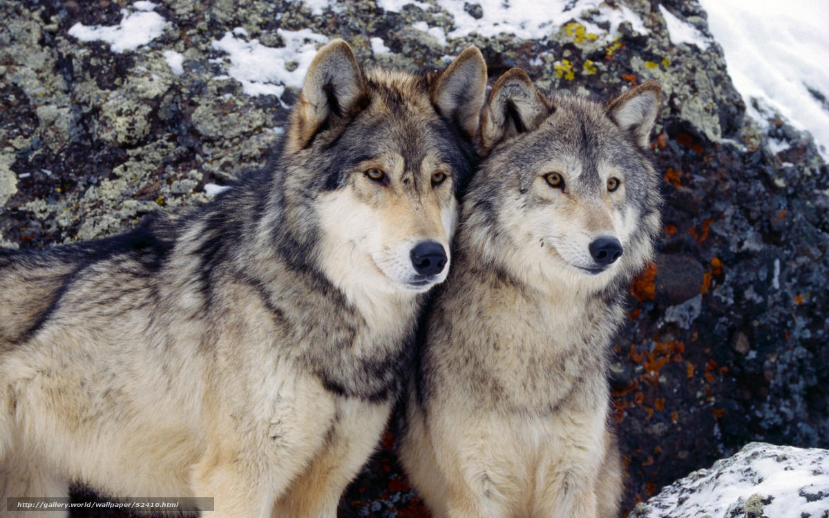 Download Wallpaper Couple, Wolves, Winter Free Desktop - Zwei Wölfe - HD Wallpaper 