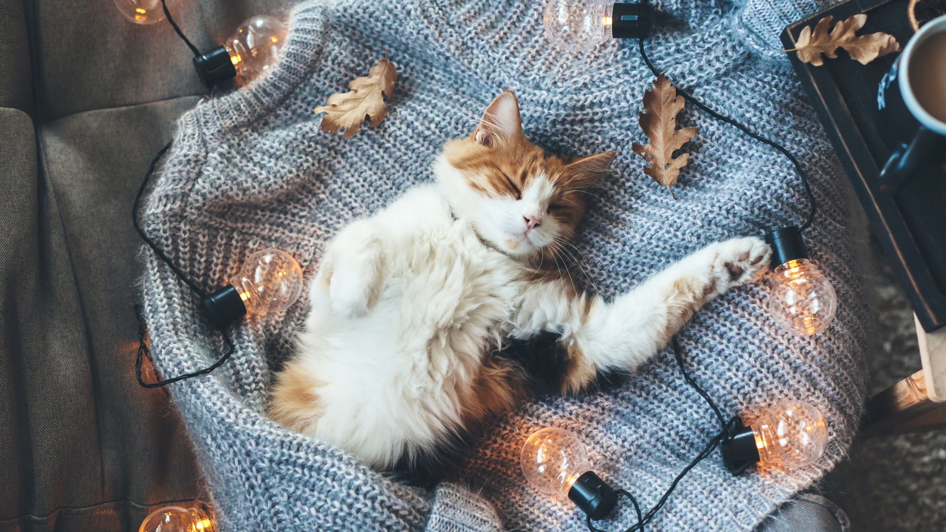 Cat Hygge - HD Wallpaper 