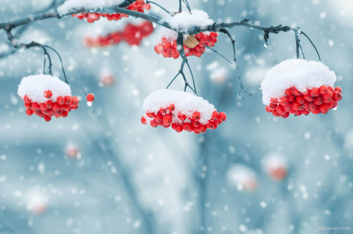 Red Berries In Snow - HD Wallpaper 