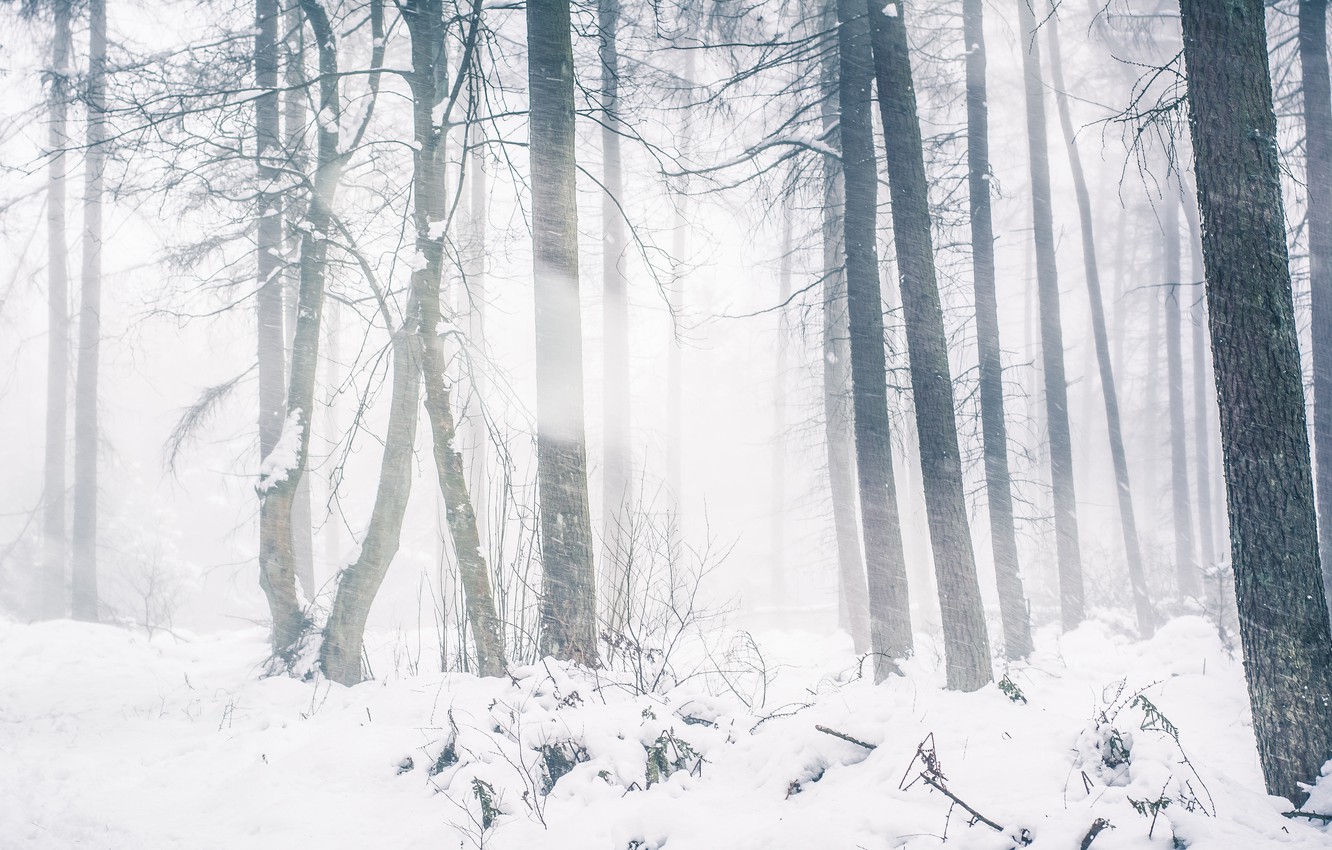 Photo Wallpaper Winter, Forest, Light, Snow, Trees, - Snow - HD Wallpaper 