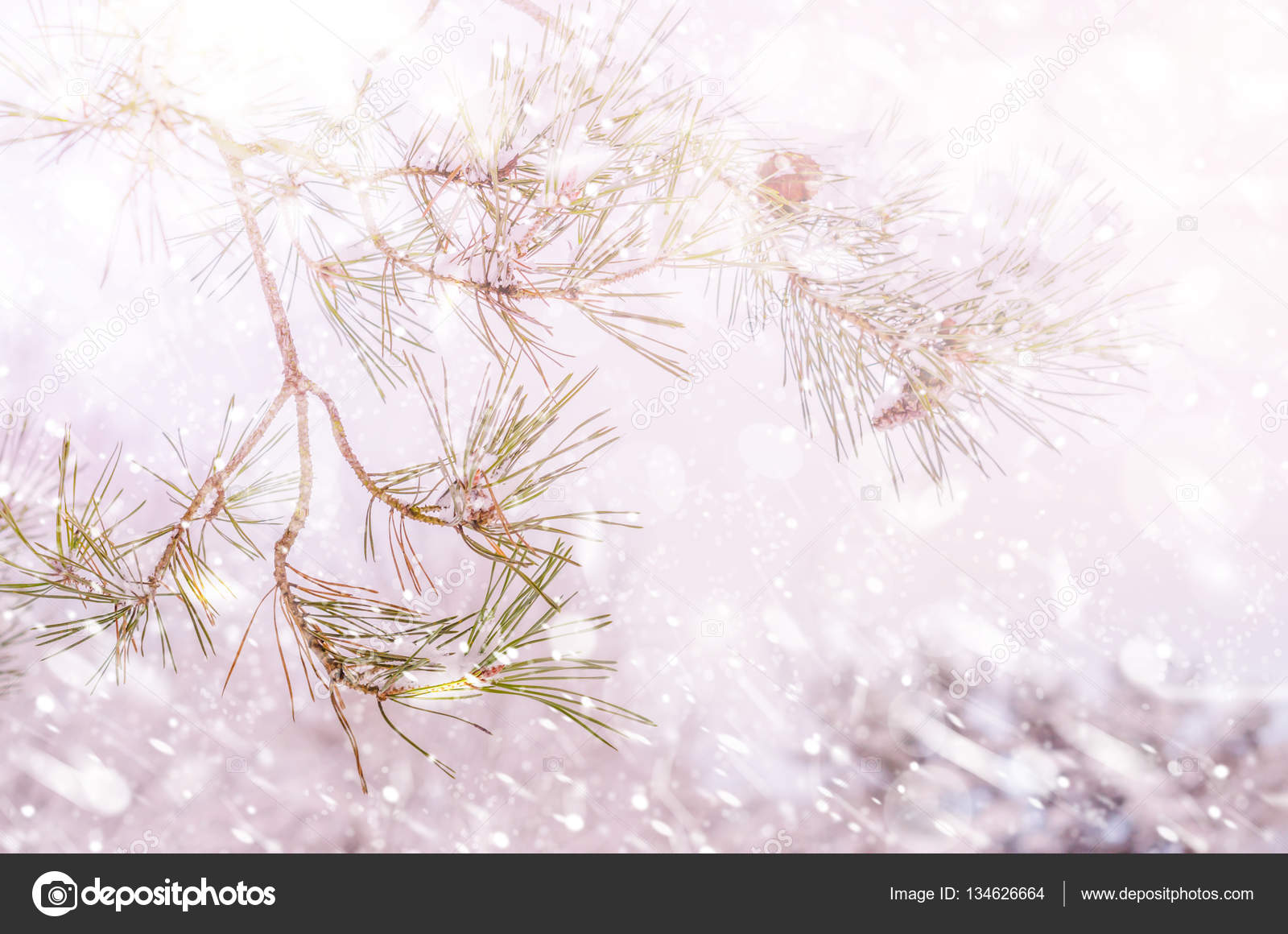 Pond Pine - HD Wallpaper 