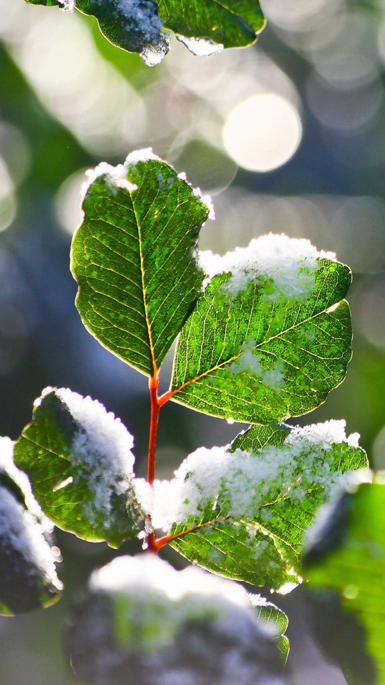 Листья В Снегу - HD Wallpaper 