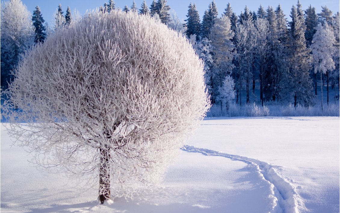 Download Wallpaper Beautiful White Frozen Tree - HD Wallpaper 