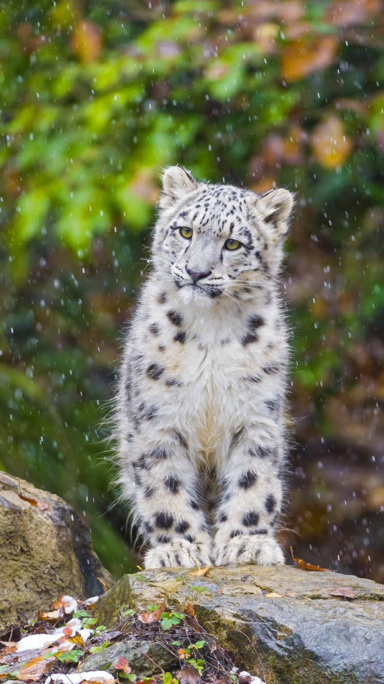 Mobile Wallpaper Of Snow Leopard - HD Wallpaper 