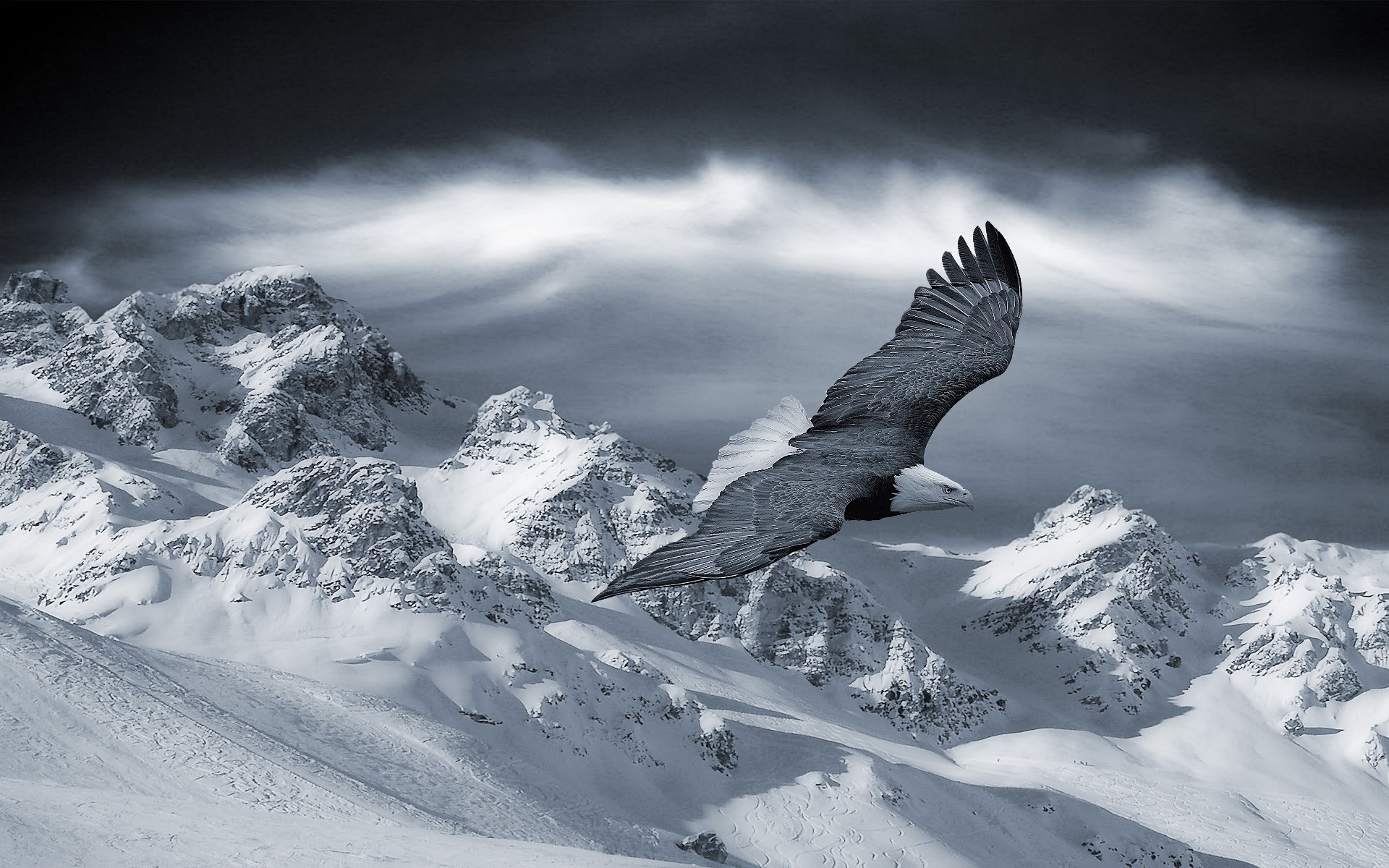 Snow Mountain Eagle - HD Wallpaper 