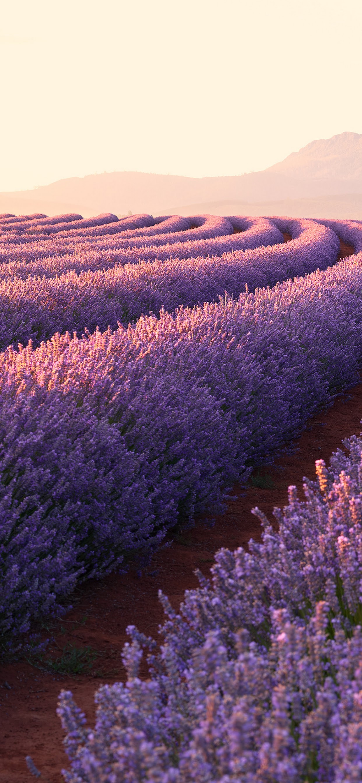 Flower, Lavender, Nature, Landscape, Sunrise, Scenery, - Iphone 11 Hd Wallpaper Nature - HD Wallpaper 