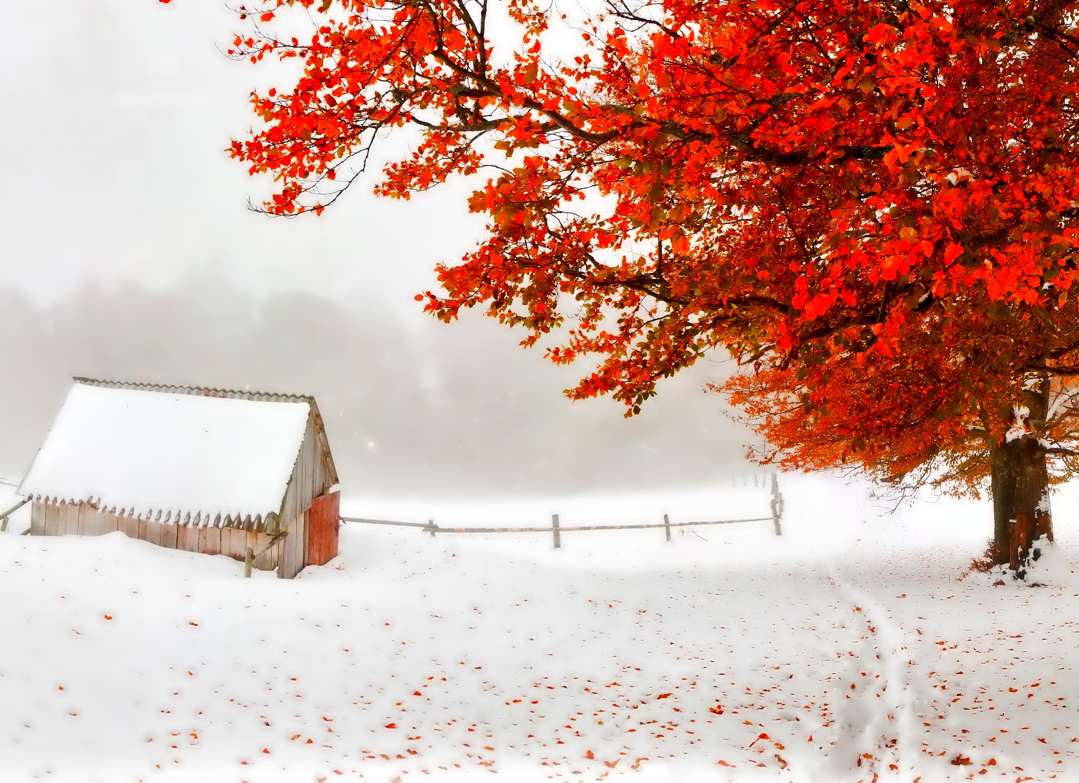 Winter Wallpapers Widescreen, Cool Wallpapers Widescreen, - Early Winter Background - HD Wallpaper 