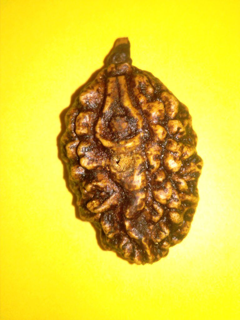 Real Ek Mukhi Rudraksha - HD Wallpaper 