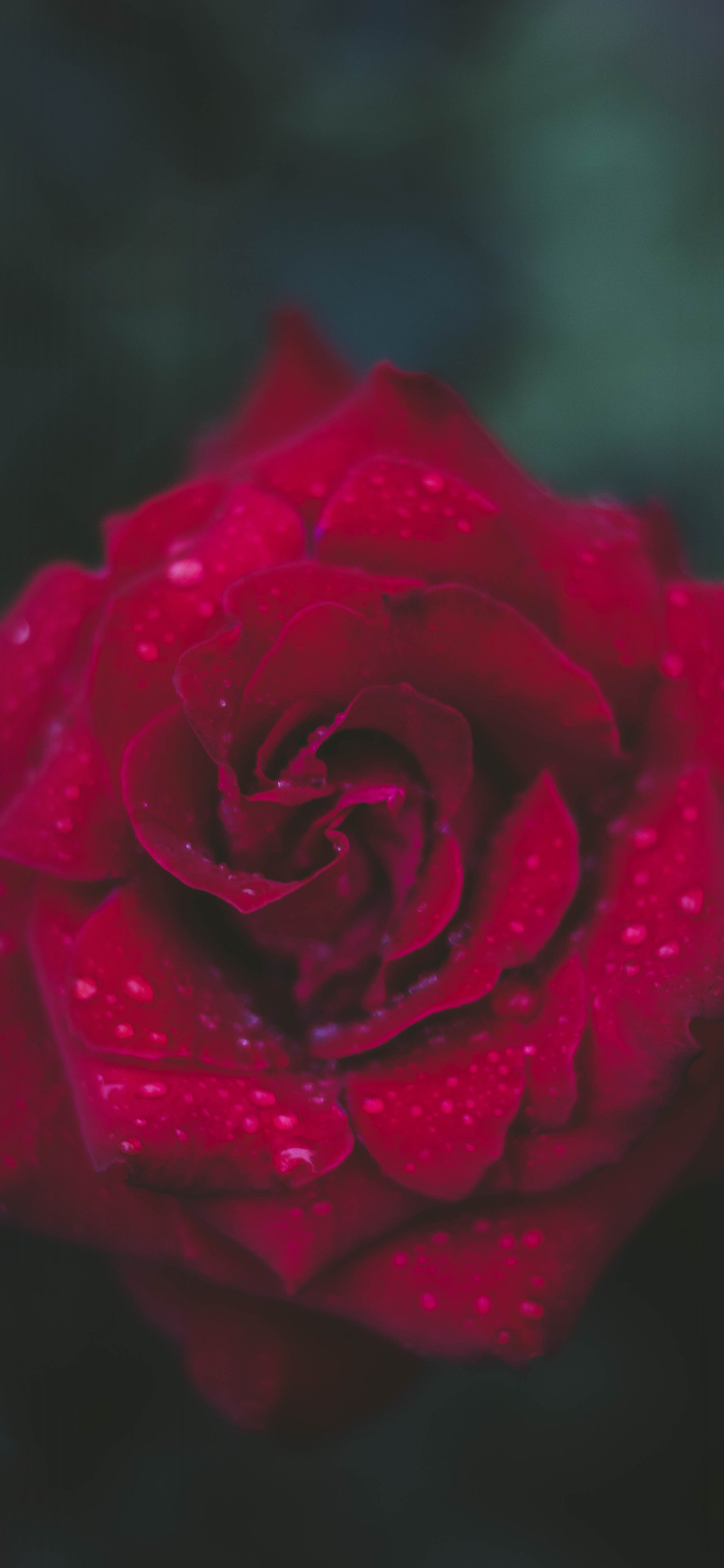 Roses Wallpaper Iphone 7 Plus - HD Wallpaper 