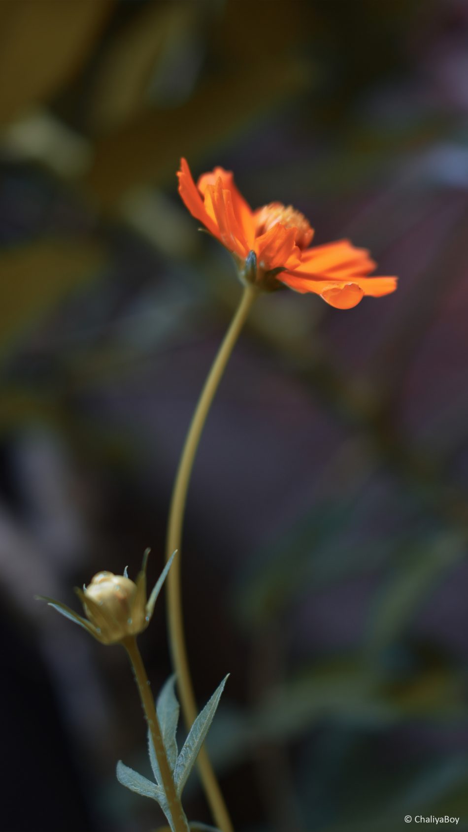 Coreopsis Tickseed Flower 4k Ultra Hd Mobile Wallpaper - Hd Wallpapers 4k Download For Mobile - HD Wallpaper 