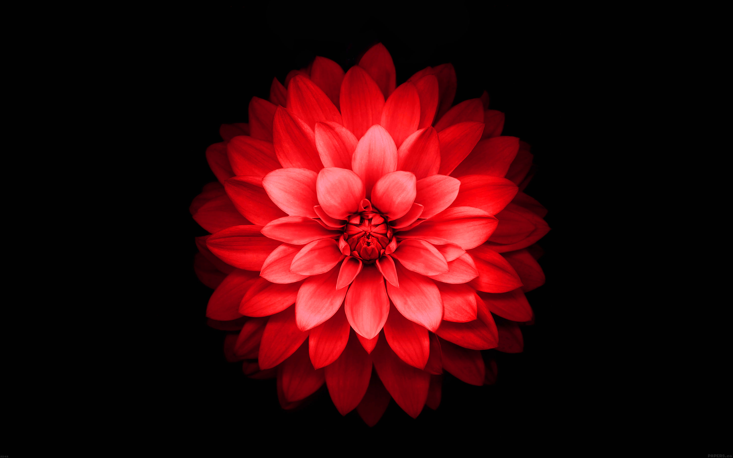 Iphone 6 Plus Red Lotus Flower Retina Wallpaper - Iphone Red Flower Wallpaper Hd - HD Wallpaper 