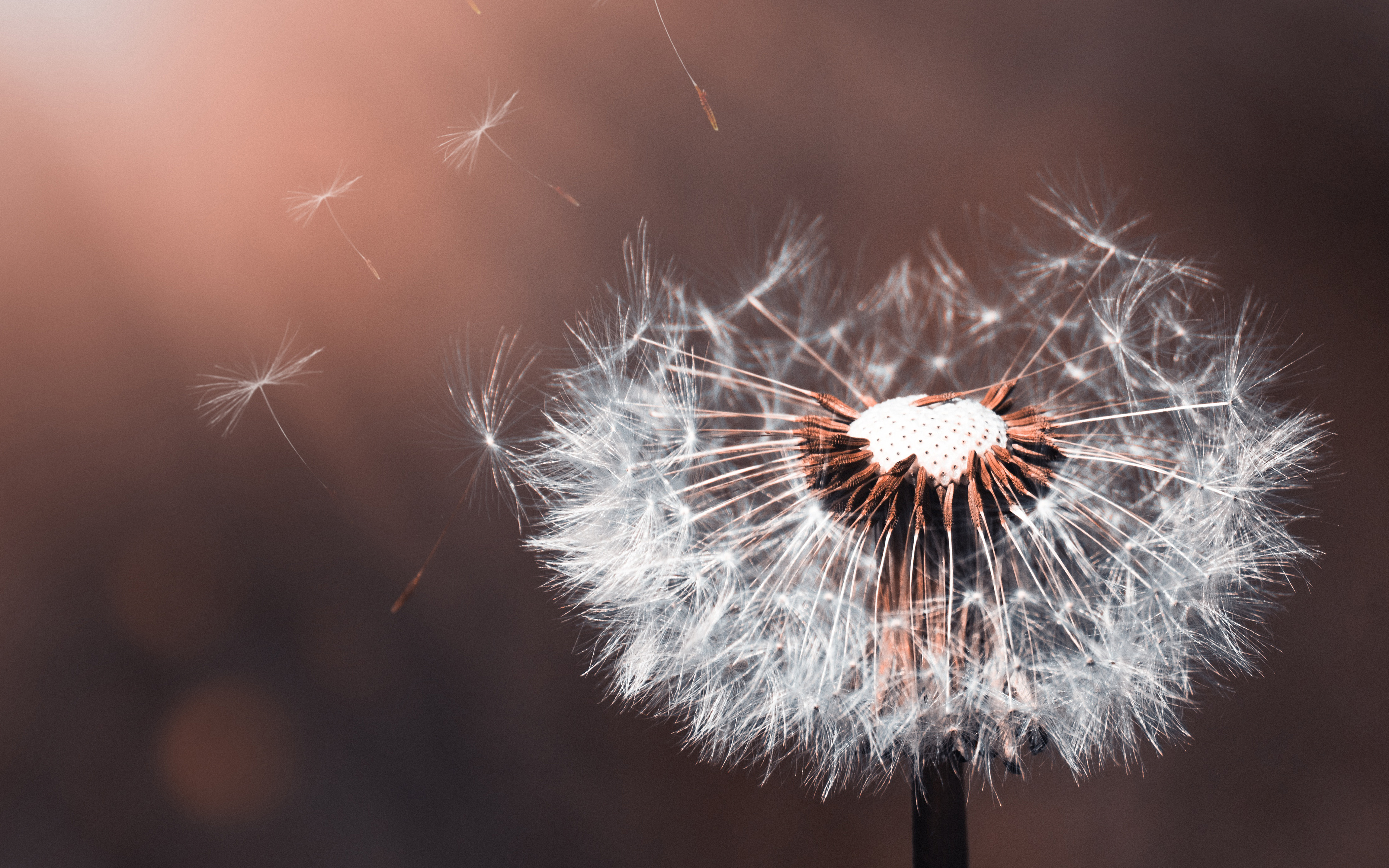 Dandelion Flower 4k Wallpapers - Dandelion Flowers - HD Wallpaper 