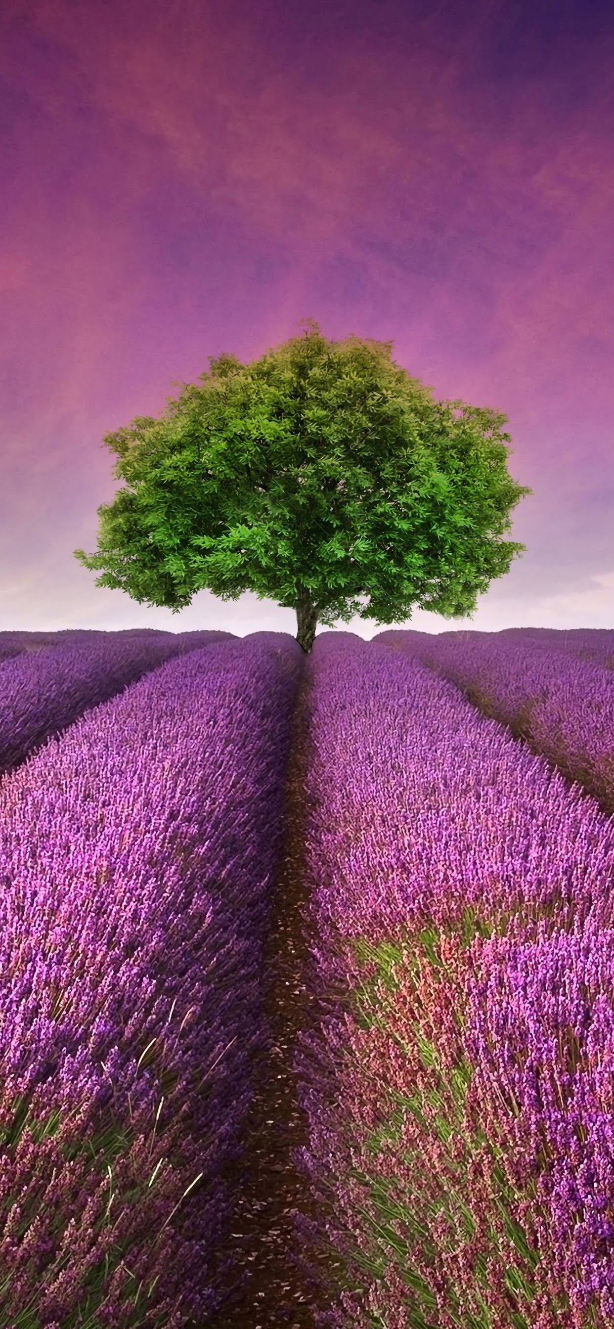 Flower, Tree, Lavender, Nature, Scenery, Landscape, - Beautiful Flowers Lavender Purple - HD Wallpaper 