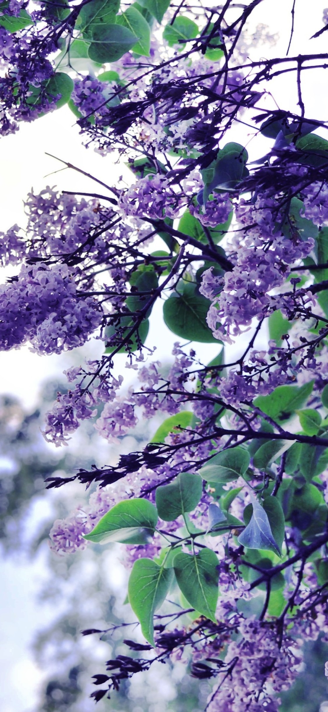 may wallpaper hd on May You Be Blessed Beyond Measure 1125x2436 Wallpaper Teahub Io