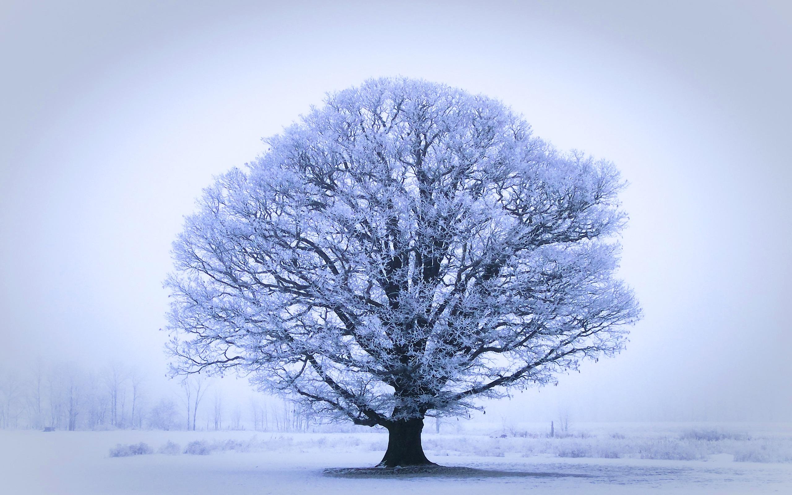 Winter Pc Wallpaper - HD Wallpaper 