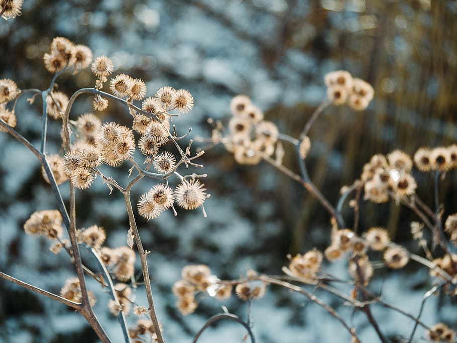 Ice, Outdoors, Nature, Snow, Tree, Plant, Frost, Winter, - Pc Wallpaper  Winter Flowers - 910x683 Wallpaper 