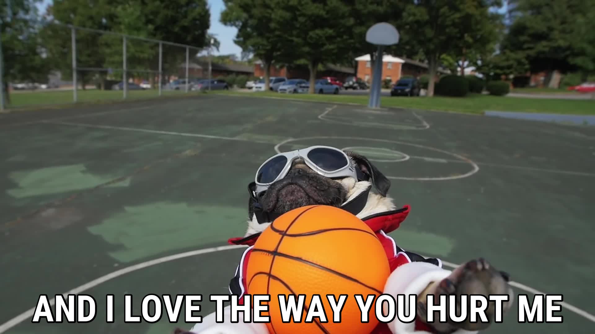 Basketball Pug - HD Wallpaper 