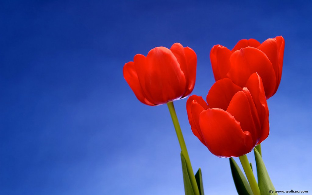 Red Tulips - HD Wallpaper 