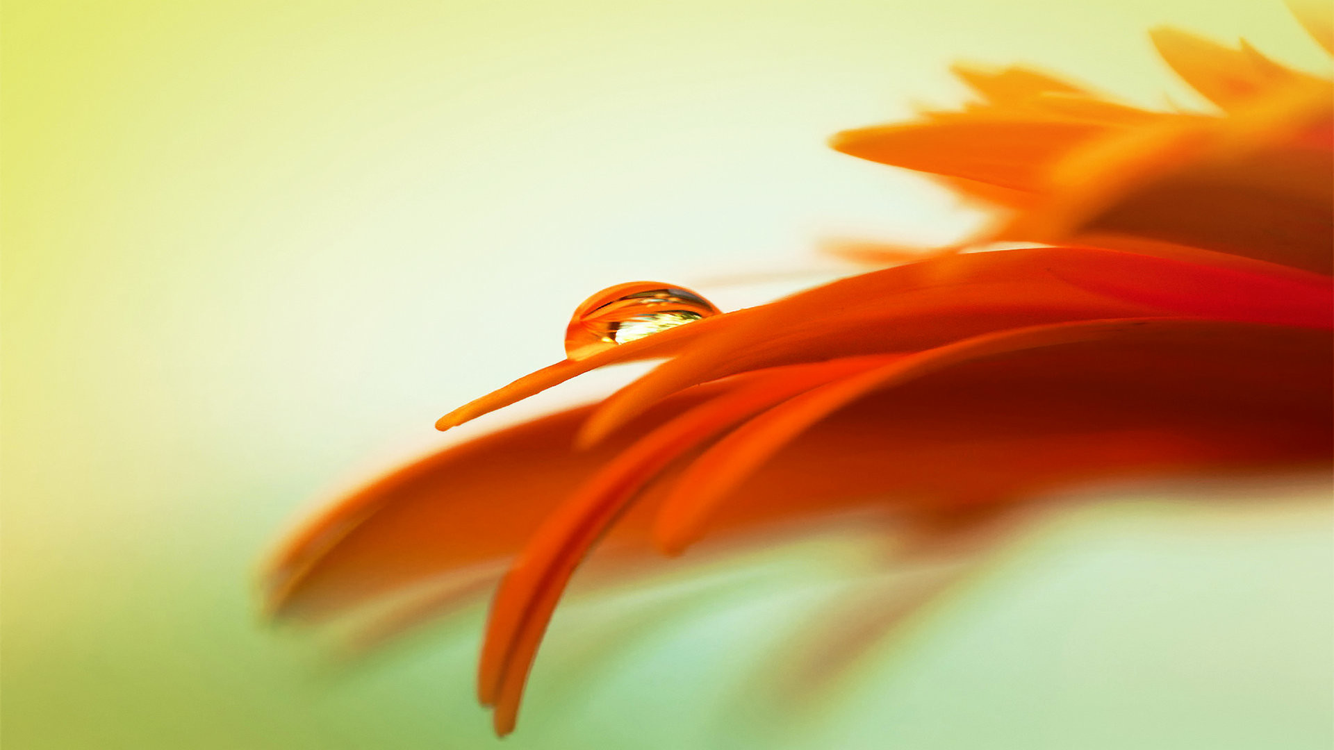 Wiki Free Cool Orange Flowers Wallpaper Pic - Full Hd Flower Wallpaper Orange - HD Wallpaper 