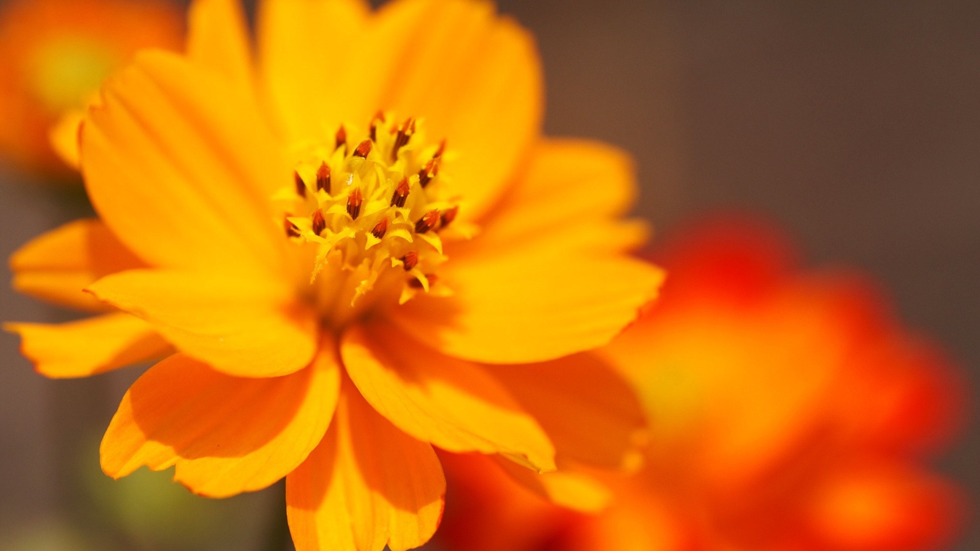 Cool Pictures Of Flowers - HD Wallpaper 