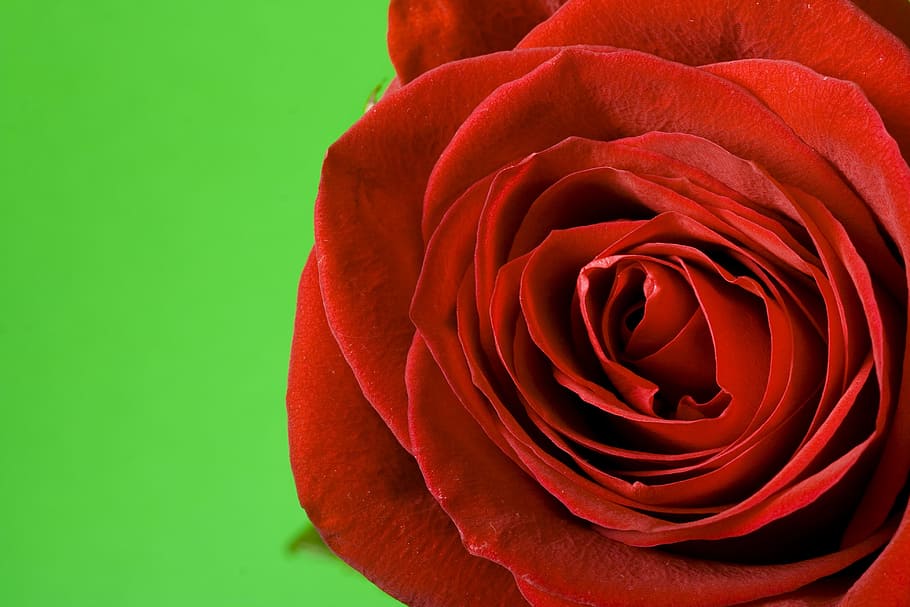 Con2011, Flower, Fresh, Gift, Red, Romance, Romantic, - HD Wallpaper 