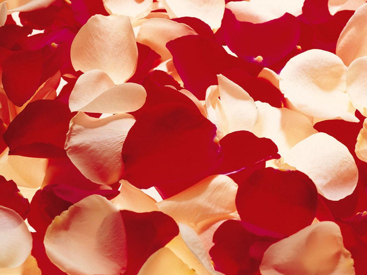 Romantic Roses - Peach Rose Petals Hd - HD Wallpaper 