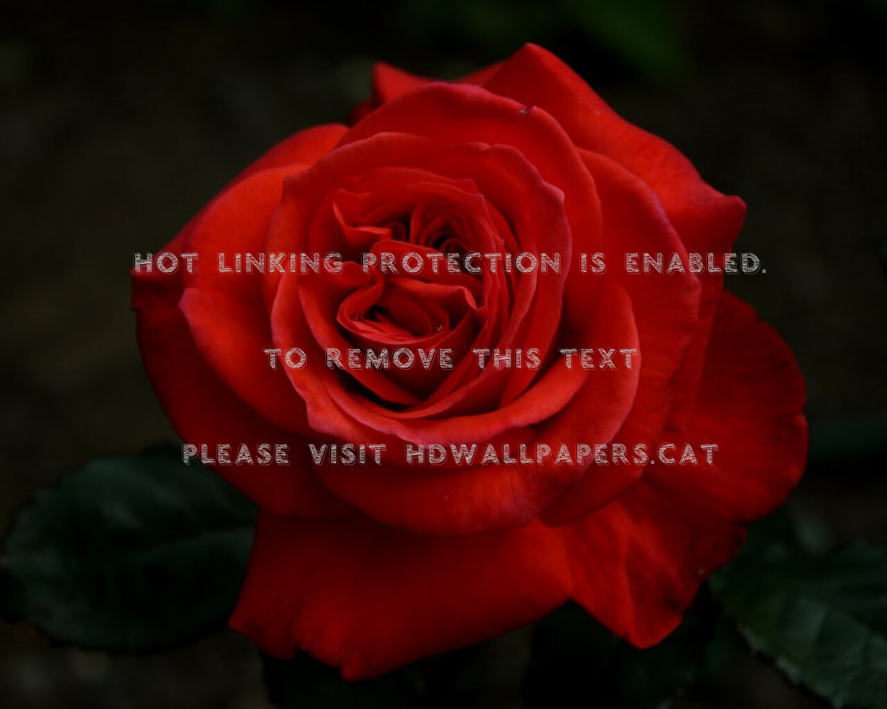 Red Romantic Rose Petals Beautiful Deep - Floribunda - HD Wallpaper 