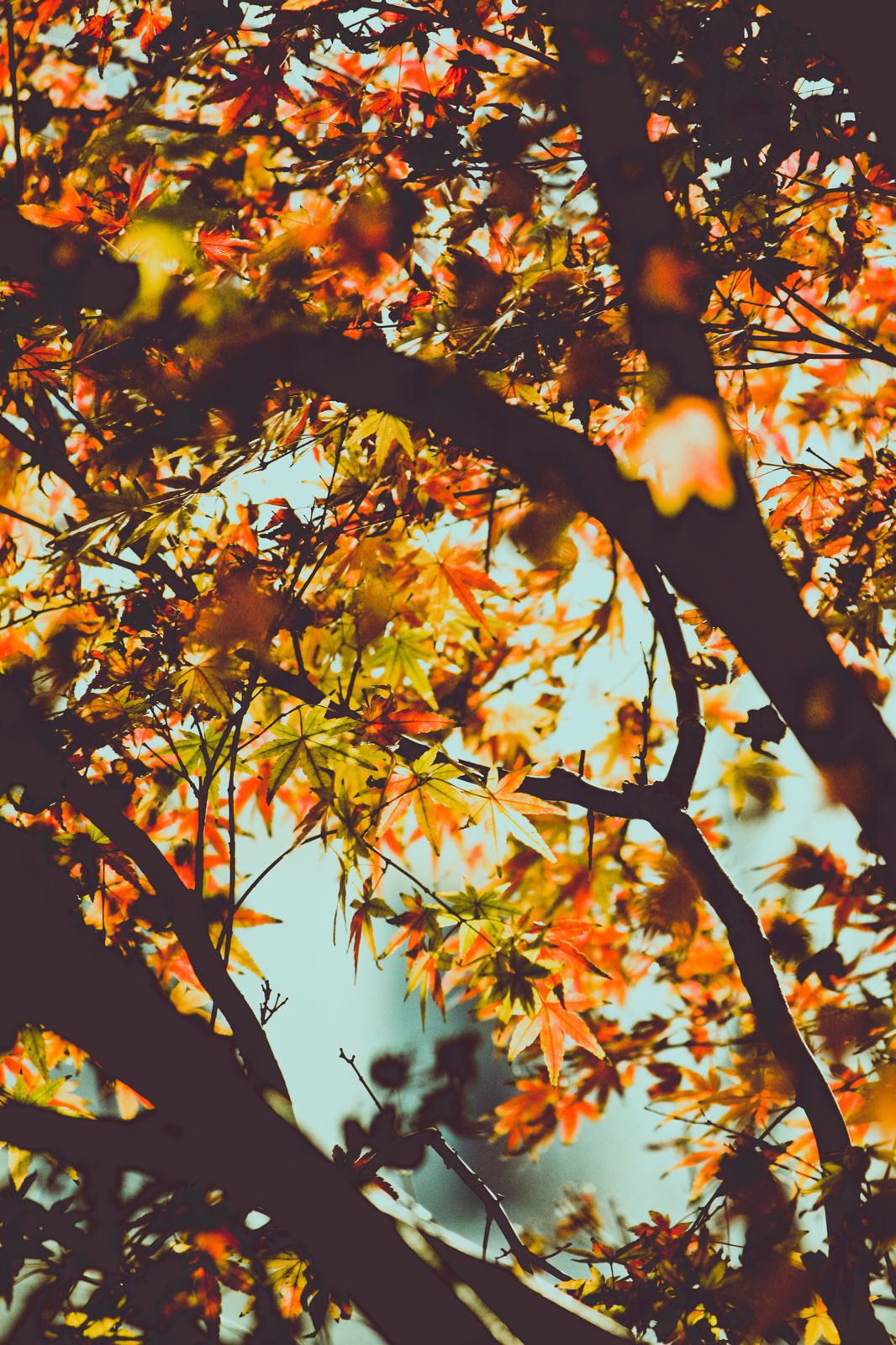 leaves falling from tree wallpaper