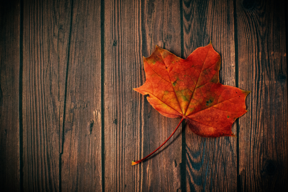 Autumn Fall Leaf Wood Board Rustic Dark Red Minimal - Autumn Leaves - HD Wallpaper 