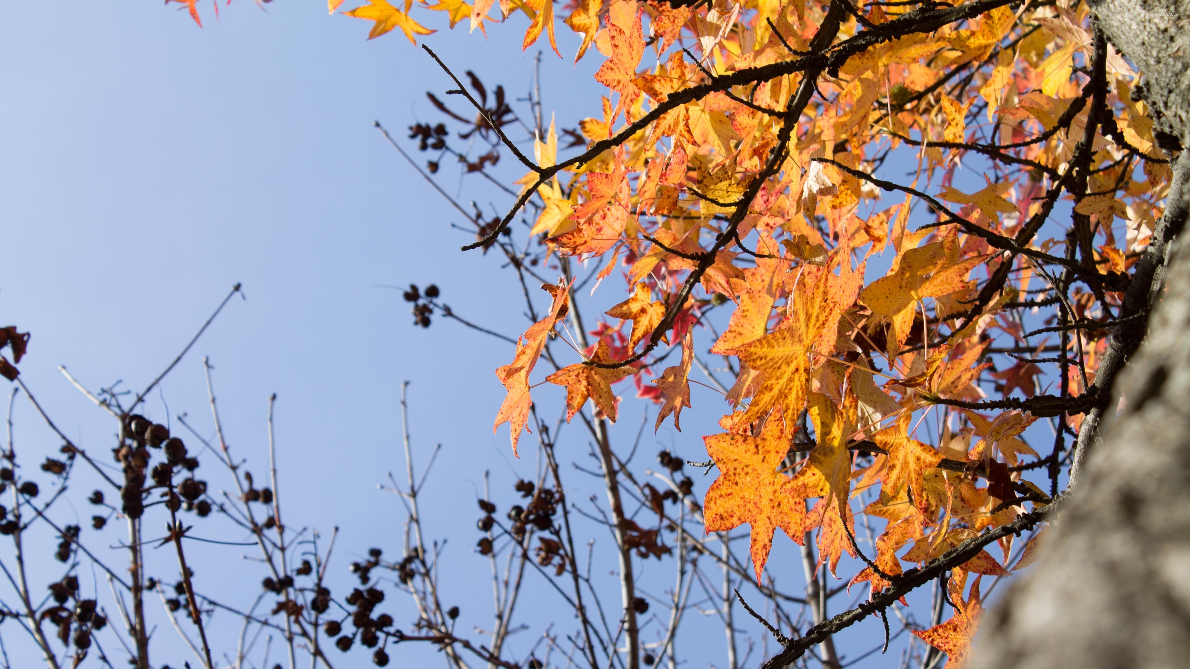 Autumn - HD Wallpaper 