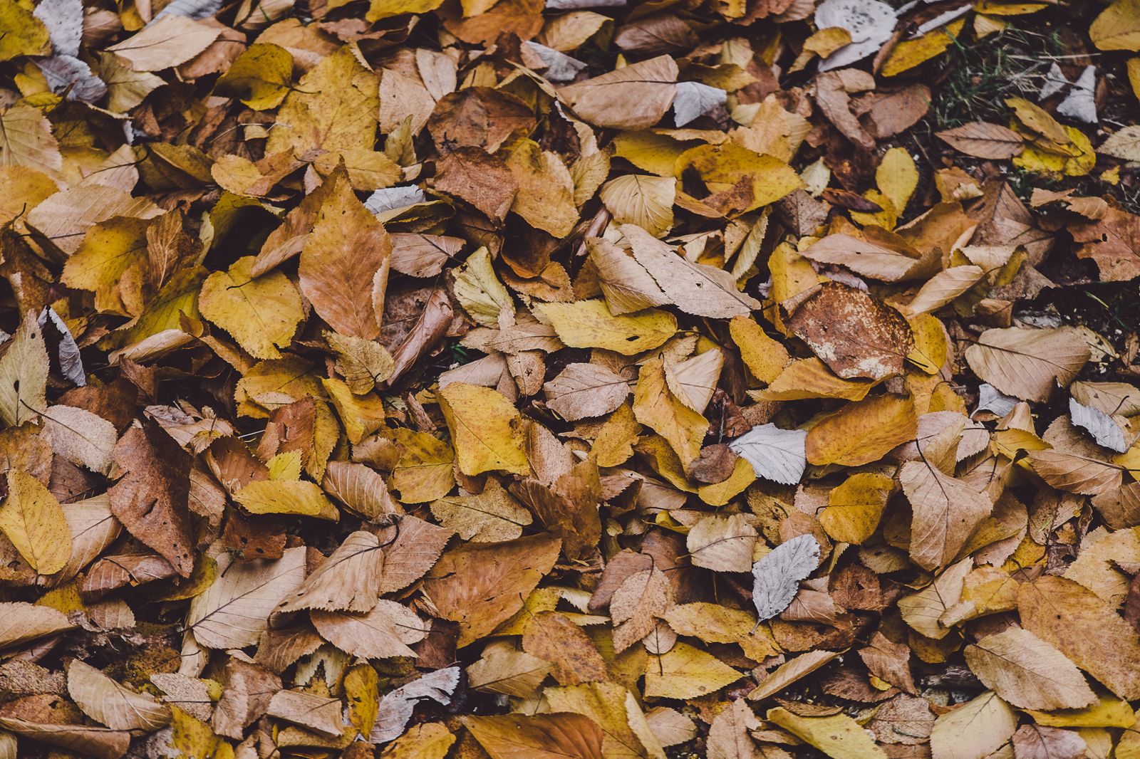 Nature Leaves Autumn Fall Wallpaper - Friends And Good Manners Will Carry You - HD Wallpaper 