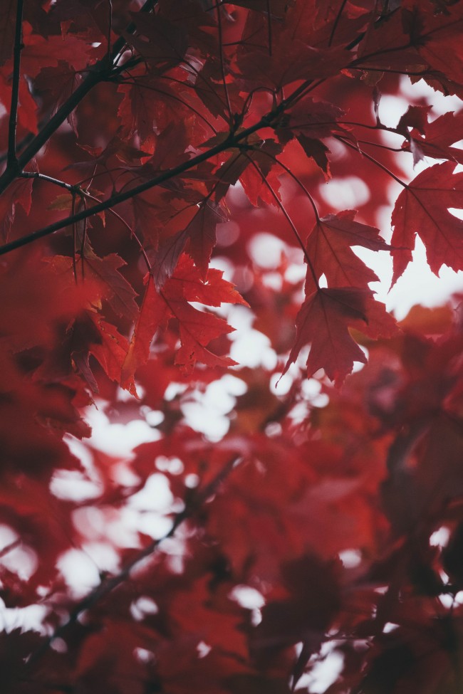 Red Leaves, Autumn, Fall - Red Fall Leaves Aesthetic - HD Wallpaper 