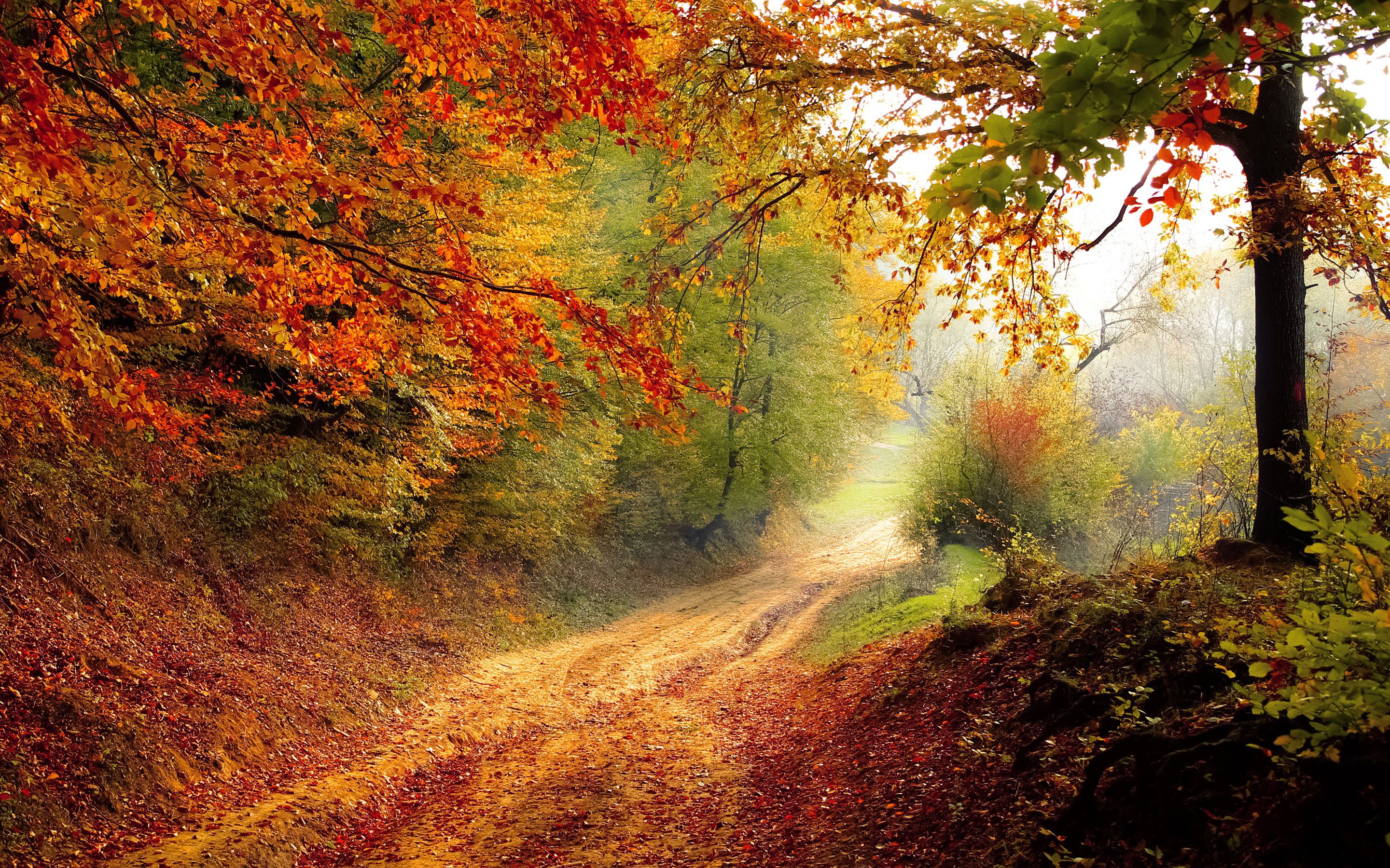 Hd Fall Foliage - HD Wallpaper 