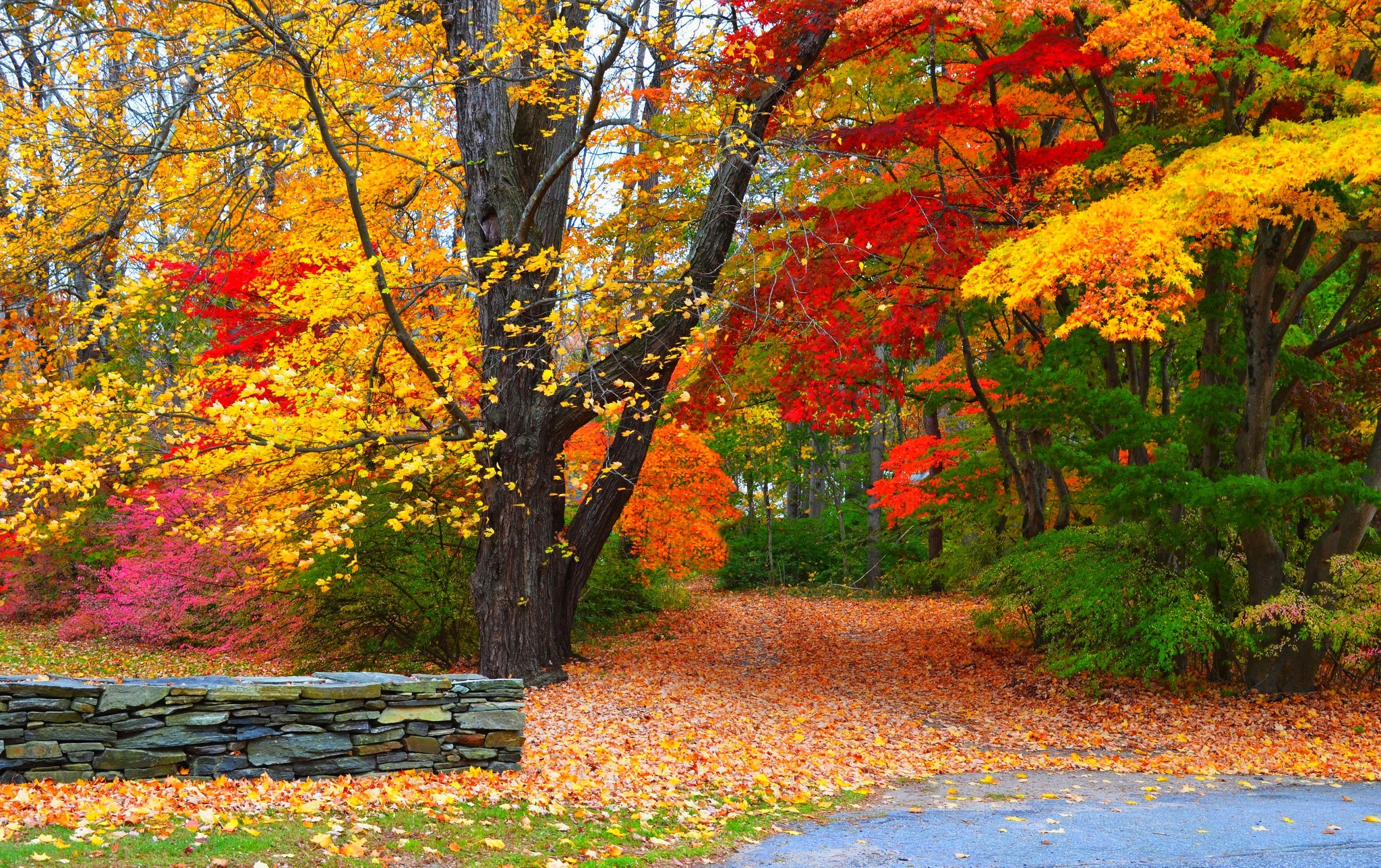 Autumn Season Wallpaper - HD Wallpaper 