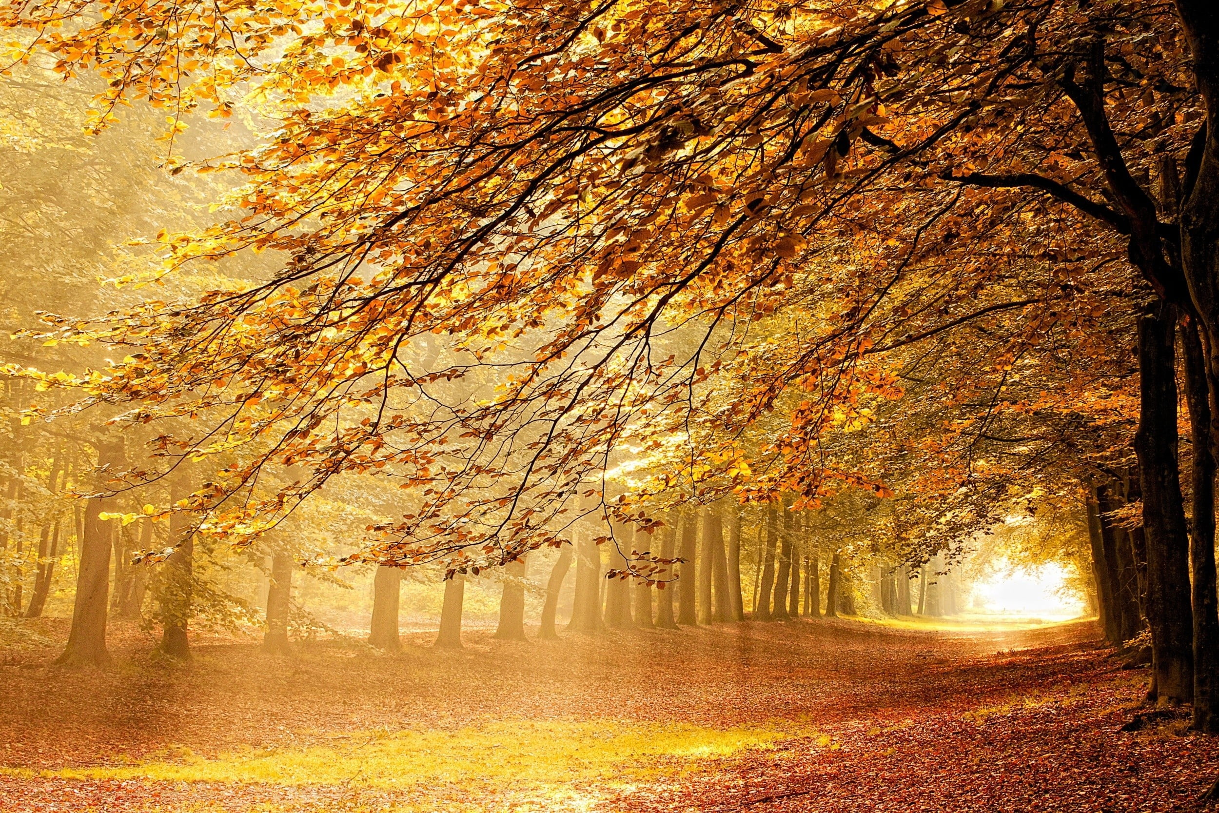 Autumn Season Wallpaper - HD Wallpaper 