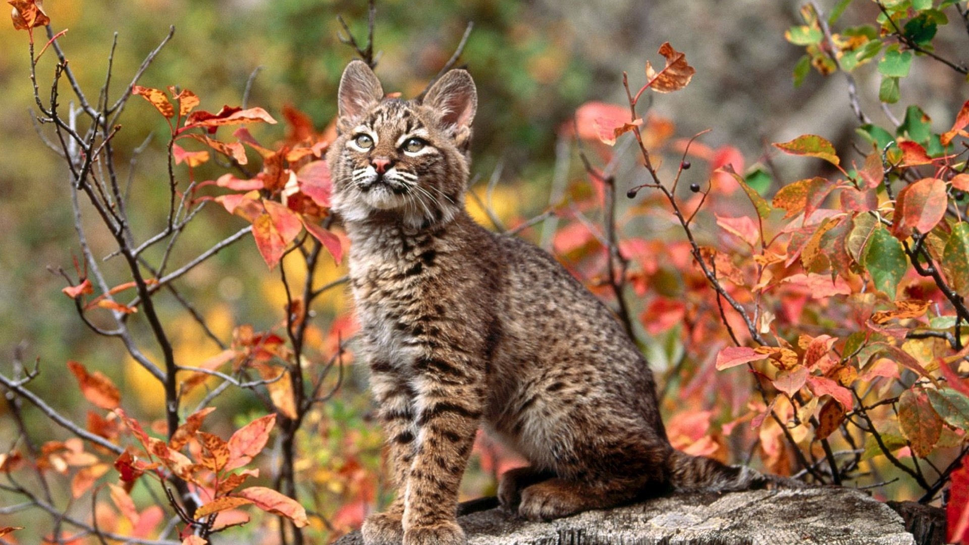 Autumn Animal - HD Wallpaper 