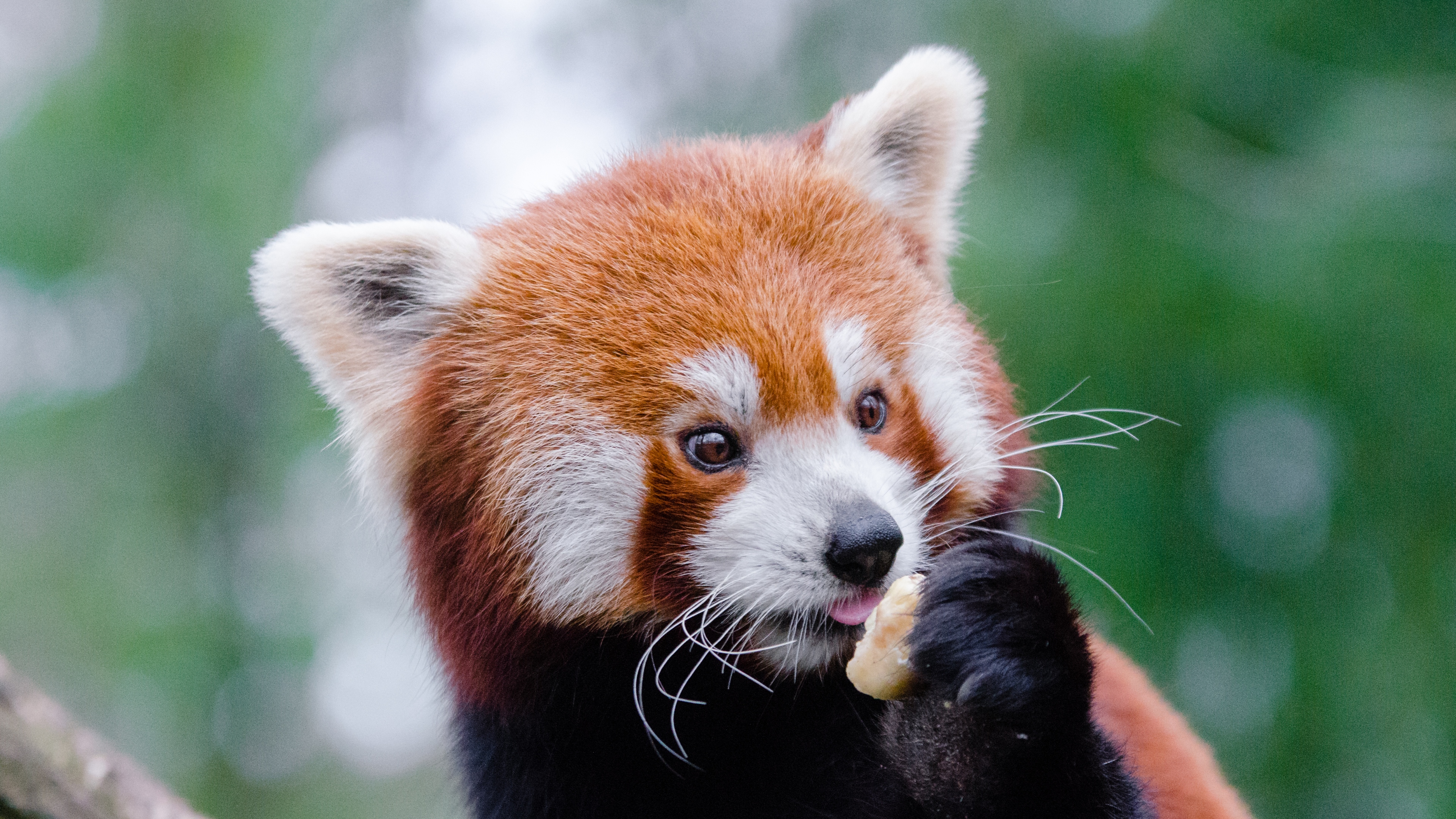 Red Panda Full Hd - HD Wallpaper 