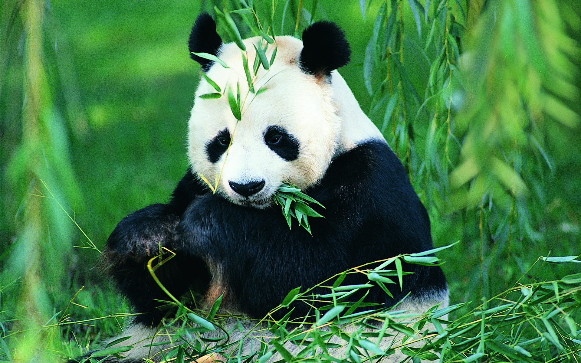 Panda Wallpaper - Giant Panda Hd - HD Wallpaper 