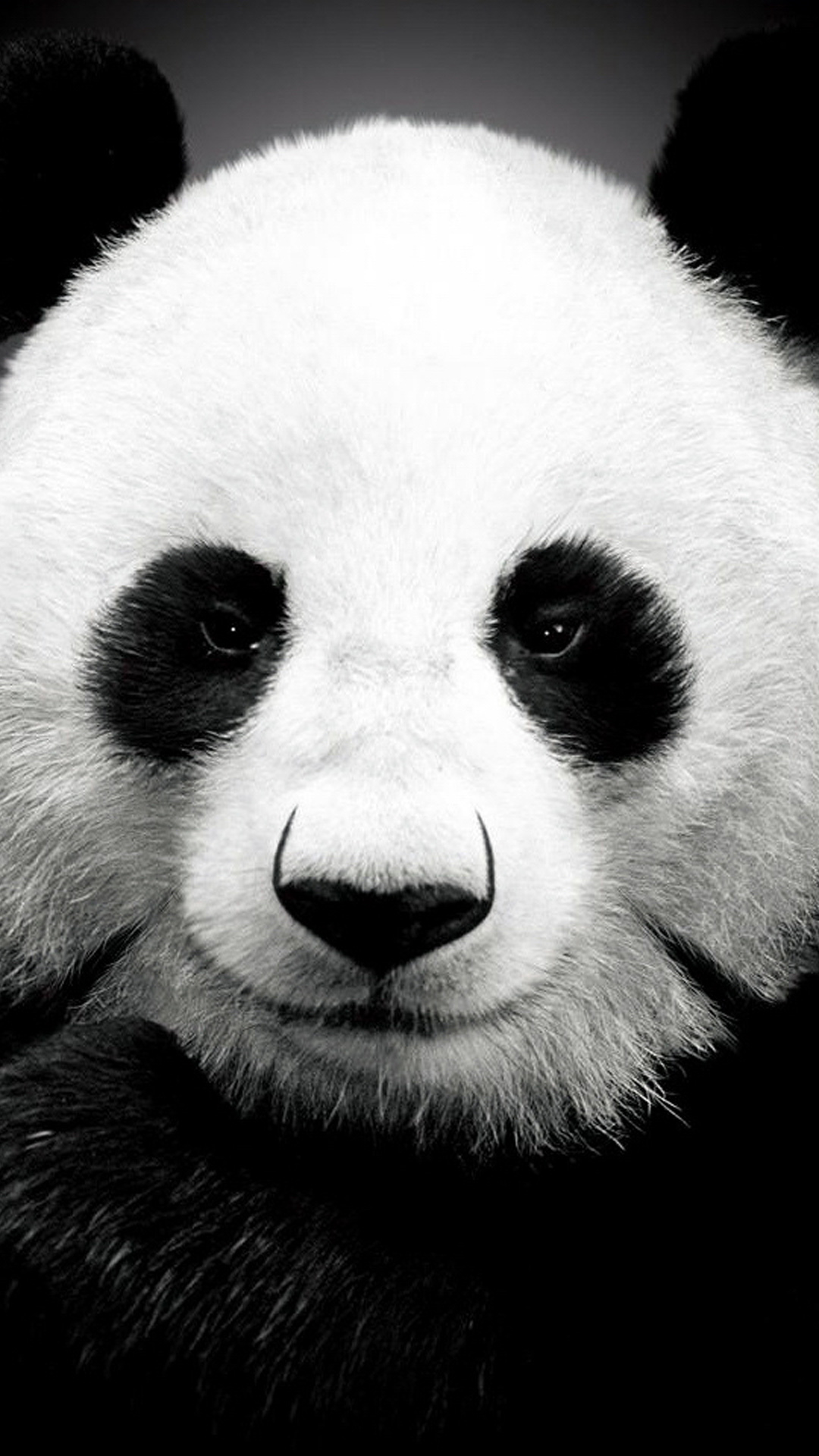 Panda Bear - Panda Face Wallpaper Black And White - HD Wallpaper 