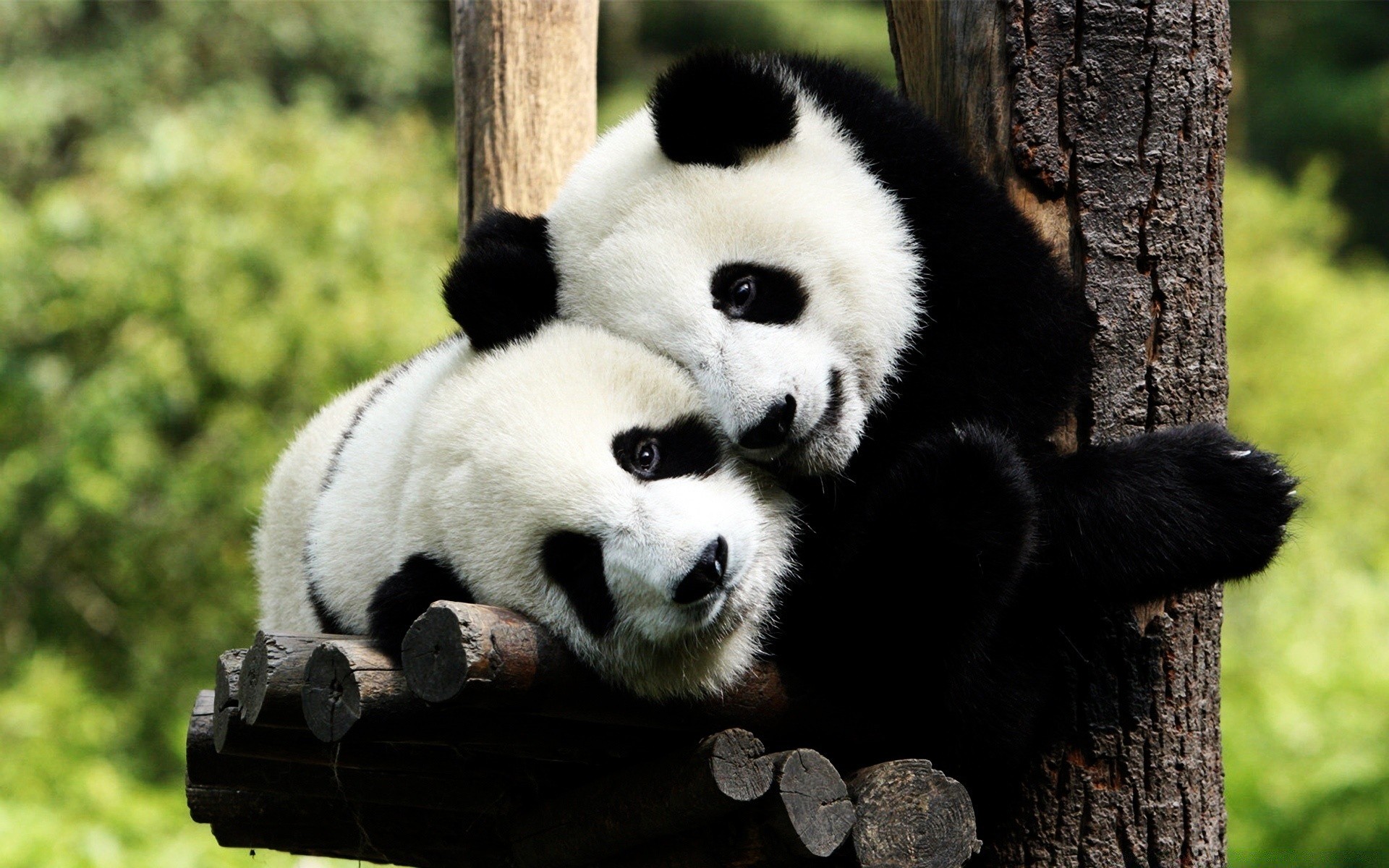 Animals Mammal Wildlife Wood Nature Animal Wild Cute - Panda Bear - HD Wallpaper 