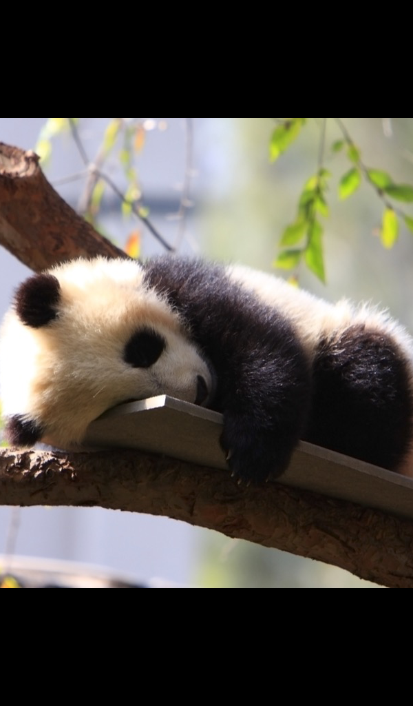 Cute Baby Sad Panda - HD Wallpaper 