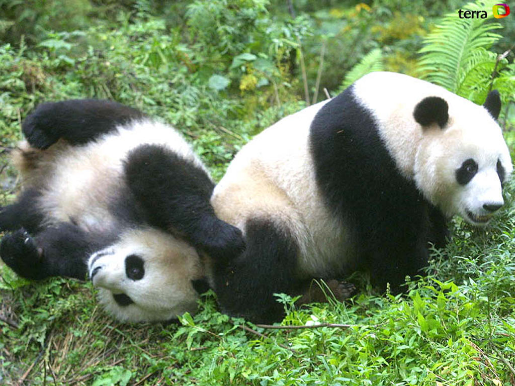 Funny Red Panda Wallpaper Android Wallpaper With Resolution - Pandas In China - 1024x768 Wallpaper Funny Red Panda Wallpaper Android Wallpaper With Resolution - Pandas In China - 1024x768 Wallpaper