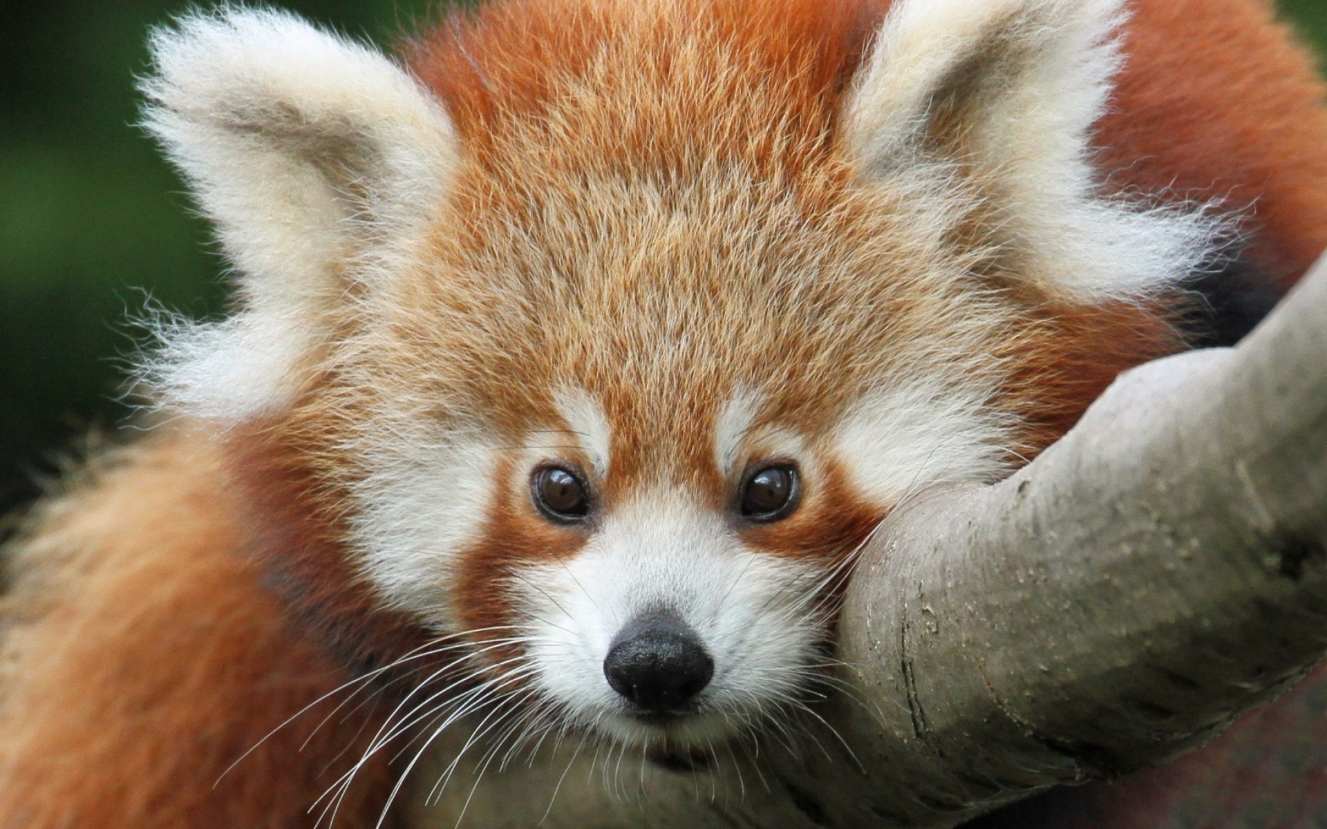 Animals Mammal Animal Wildlife Cute Fur Wild Nature - Ultra Hd Wallpaper Red Panda Face Hd - HD Wallpaper 