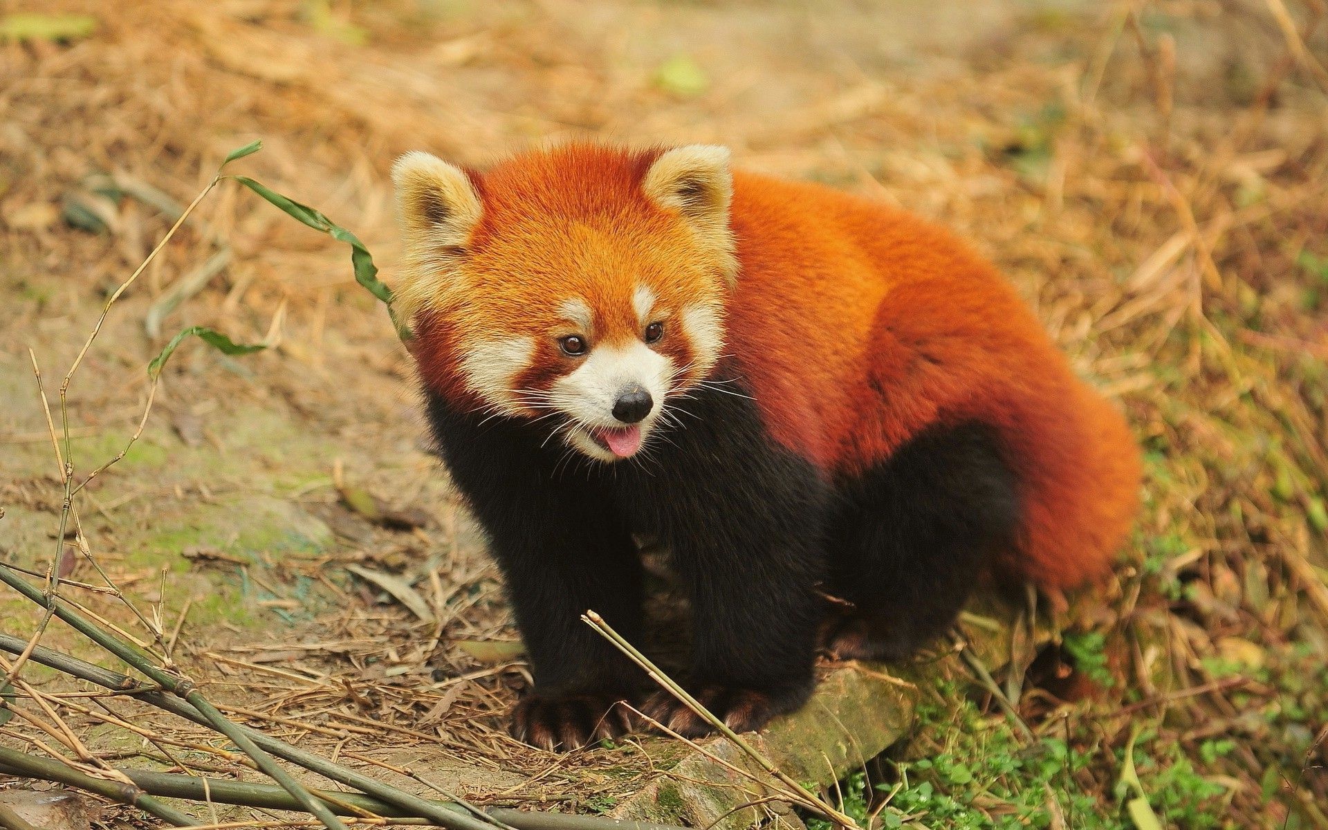 Red Panda [ Wallpaper Digital Art Wallpapers - Panda Wallpapers Red - HD Wallpaper 