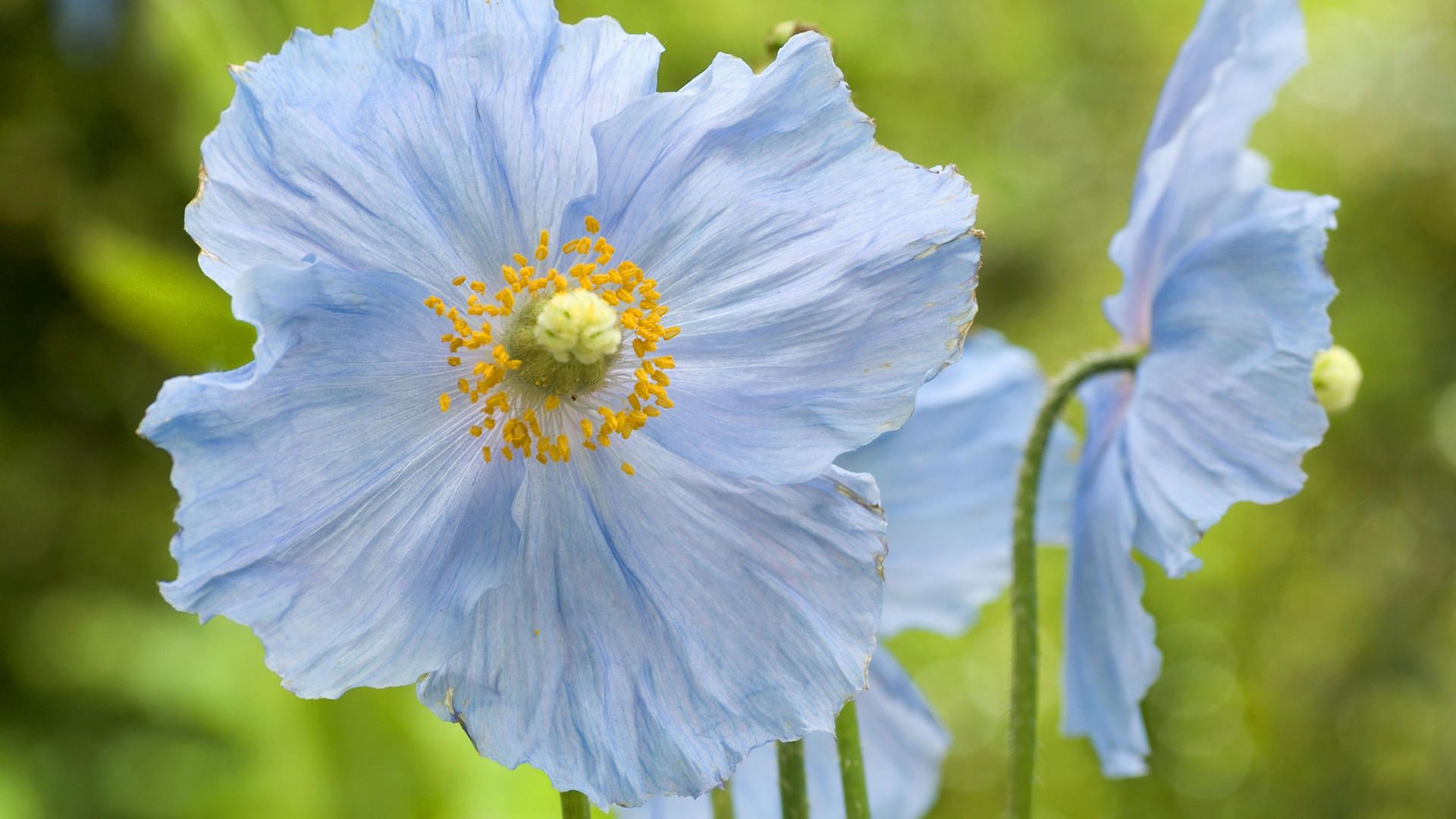 Light Blue And Yellow Flower - HD Wallpaper 